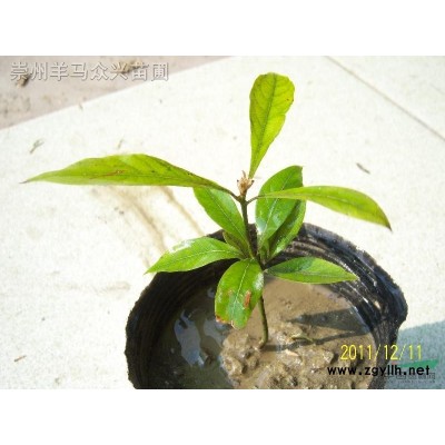 金絲楠樹苗.小樹.大樹