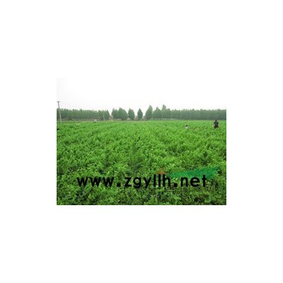 【洛陽益豐綠色種植】洛陽金銀花