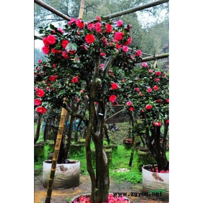 古樁茶花丨大樹茶花丨茶花