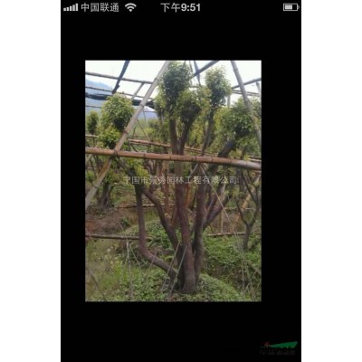 供應8-10公分原始野生杜鵑