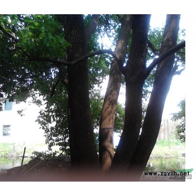 香樟、女貞、桂花、無患子等