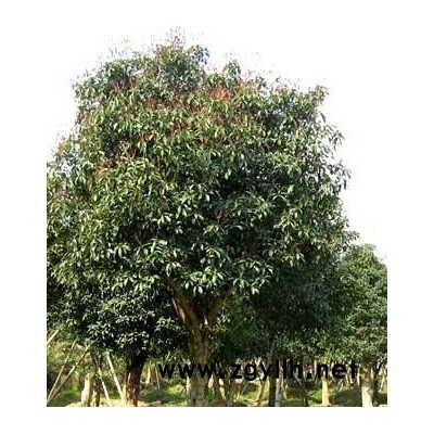 緊急處理12-18公分香樟