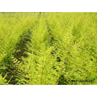 供應中華金葉榆，金葉榆