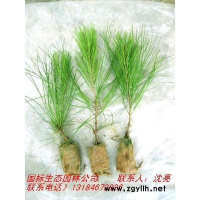 榿木苗、楓香、濕地松容器苗