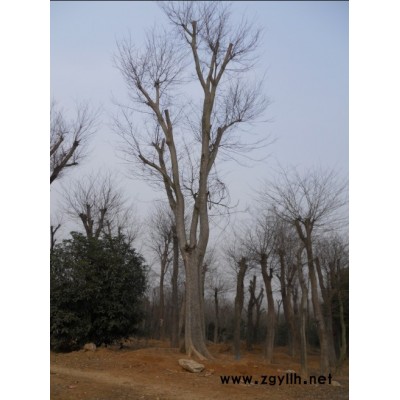 樸樹，櫸樹，香樟，黃連木，三角楓