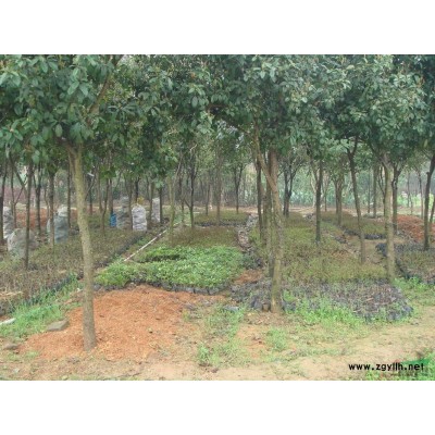 基地到期，40--200元處理4萬(wàn)株5—10公分四季桂