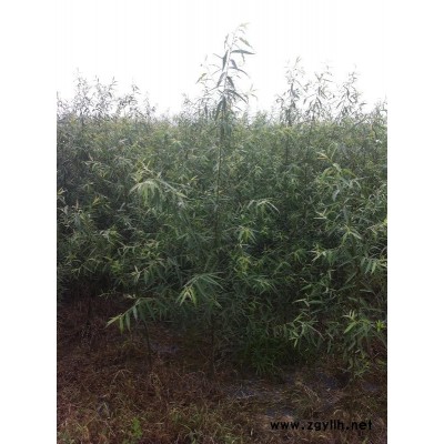 美國竹柳和紅葉柳