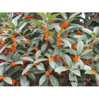 優質狀元紅丹桂