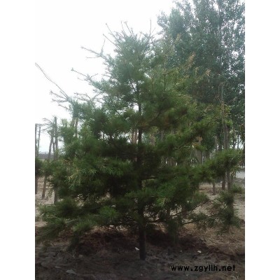 華山松、白皮松及槐樹