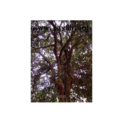 60多年的桂花樹