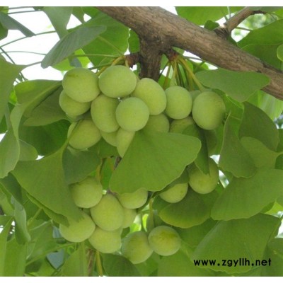 金葉榆,油松,五角楓,山杏,丁香銀杏樹