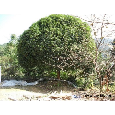 香樟，紫薇，大桂花，馬尾松，黑松，樸樹，櫸樹