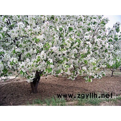 金絲柳 八棱海棠 漳河柳 新疆楊 山桃 杏樹 杏扁 棗樹