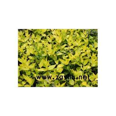 大量供應南天竹容器苗