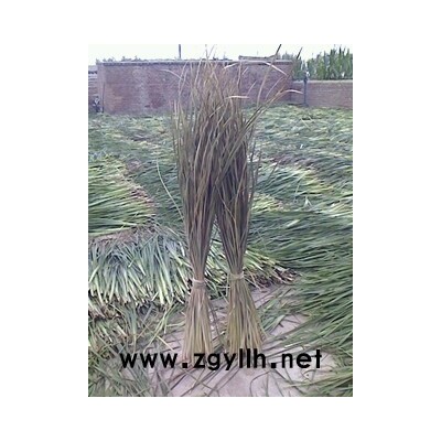 出售干馬蓮  大量出售