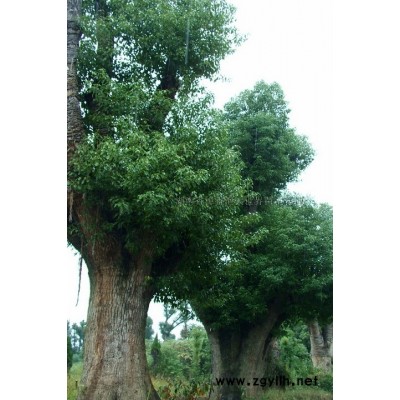 精品大香樟，大欒樹，香泡，