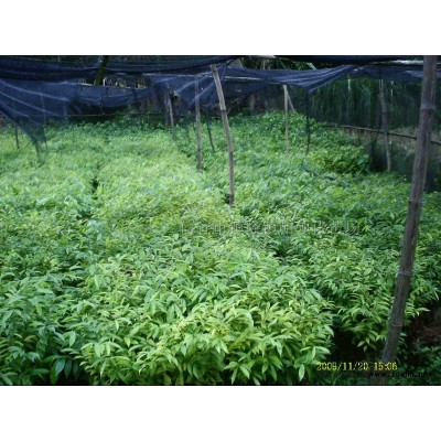 新采優(yōu)質(zhì))沉香種子,沉香苗.沉香樹.黃花梨苗.