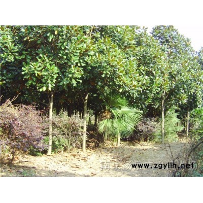 雪松|南京雪松|雪松價格