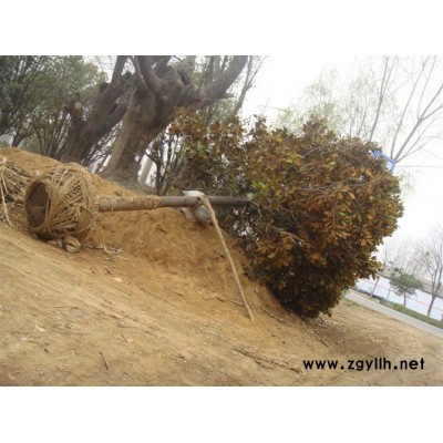 辛夷，紅，黃，白，紫玉蘭二喬玉蘭，杜仲