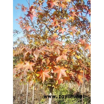 北美楓香,彩葉紅千層,金邊絲蘭,日本紫藤