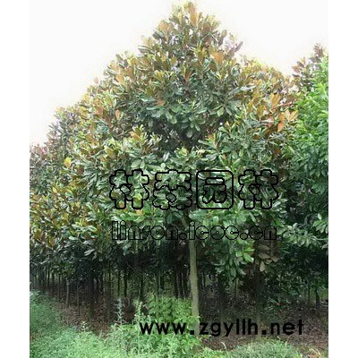 廣玉蘭，馬褂木，銀杏，水杉