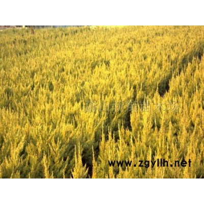 龍柏苗，檜柏，沙地柏，測(cè)柏，灑金柏