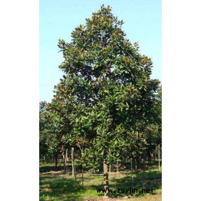 桂花 銀杏 廣玉蘭 香樟