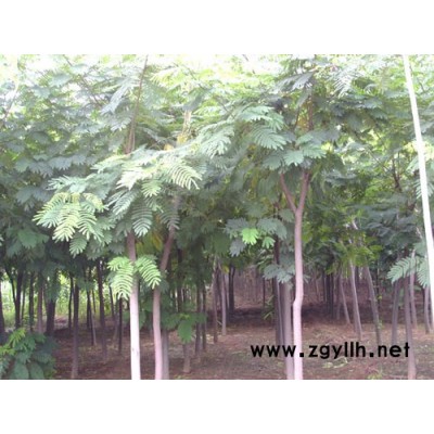 三角楓、五角楓、楓揚