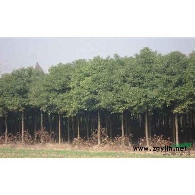 出售胸徑3-8公分移栽香樟樹成活率高、湖北仙桃