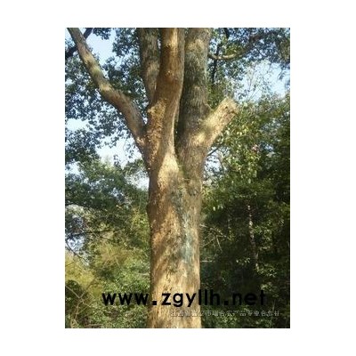 香樟樹,桂花樹