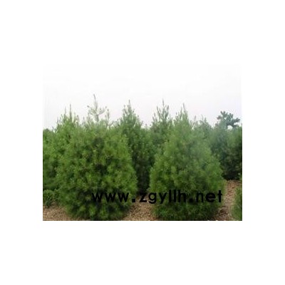 白皮松，國(guó)槐，法桐，合歡，柳樹(shù)，楊樹(shù)，側(cè)柏，海棠，百日紅