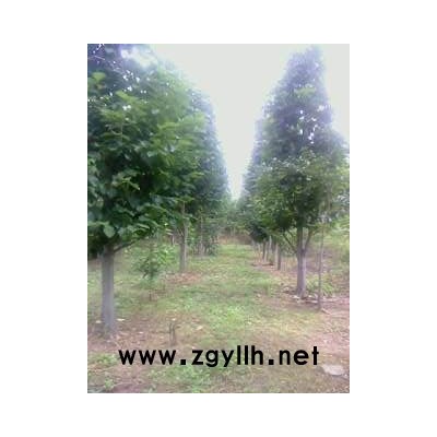 紅玉蘭.白玉蘭.黃玉蘭.二橋玉蘭.辛夷