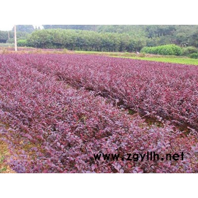 八月桂、四季桂、紅葉李、紫薇