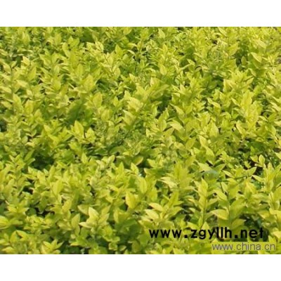 黃金槐\龍爪槐\垂柳\金絲柳