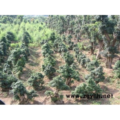 大規(guī)格對節(jié)白蠟