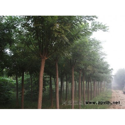 國槐、法桐、火炬、速生柳