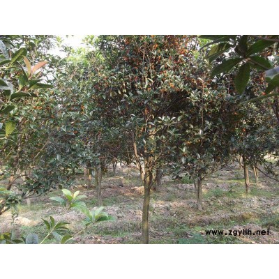 大規(guī)格叢生桂花