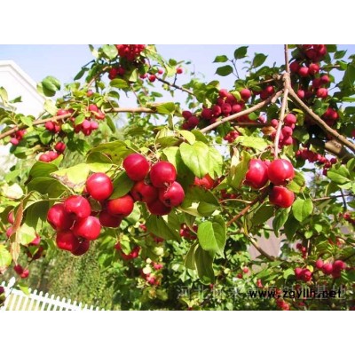 出售海棠樹、八棱海棠樹