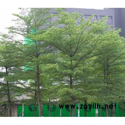 小葉攬仁,小葉榕等假植苗