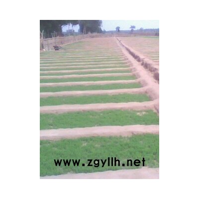 樟子松苗(1-5年生)