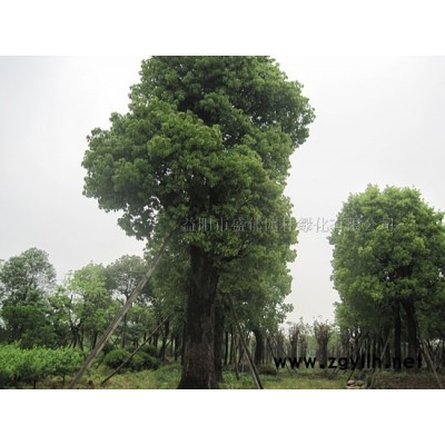香樟|香樟樹(shù)|樟樹(shù)|小葉樟報(bào)價(jià)批發(fā)