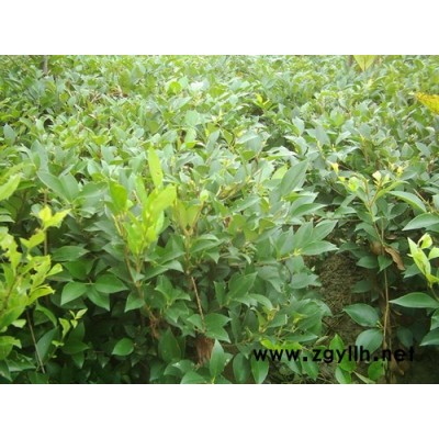 蜀檜、木槿、紅楓、石楠