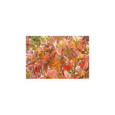 H60-120金桂20000株