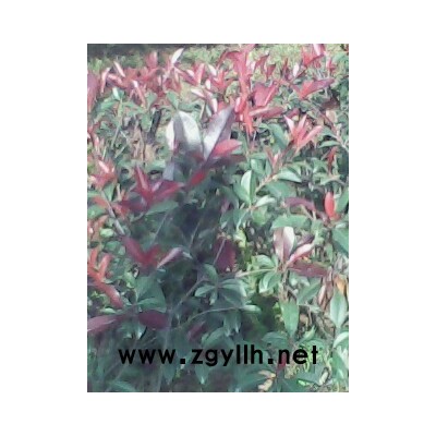 紅葉石楠.大葉女貞.小葉女貞.紅葉李
