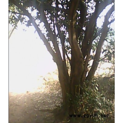 百年以上大型茍骨