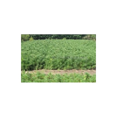 樟子松-榆林樟子松