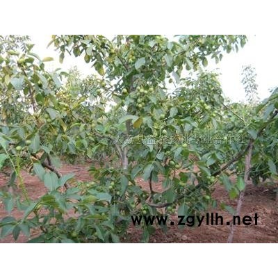 中核短枝核桃苗