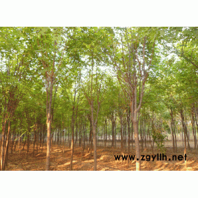 香花槐5-8公分5000株