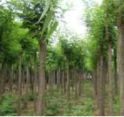 刺槐500棵處理 米徑8-18cm