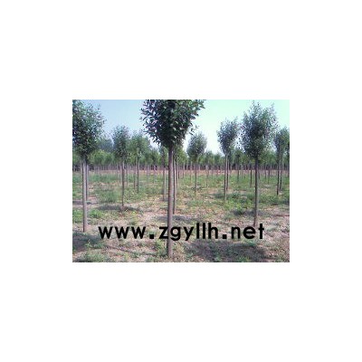 法桐、大葉女貞、國槐價格